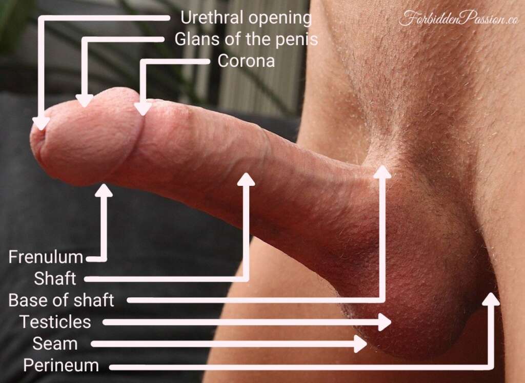 Labelled Human Penis