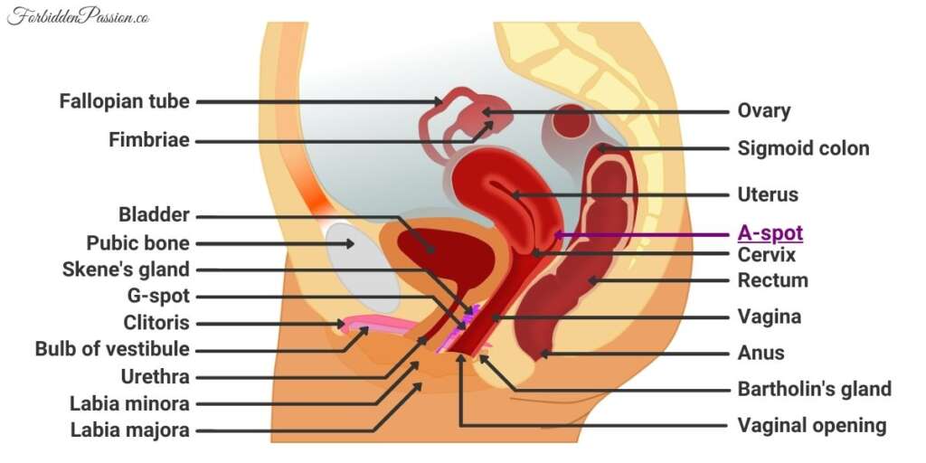 A-spot Image